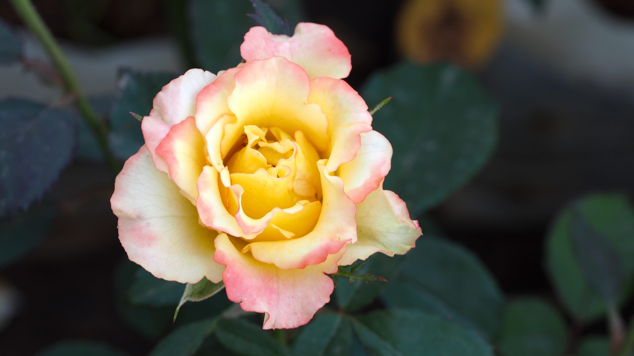 Don’t Let Hand Pain Hinder Your Gardening