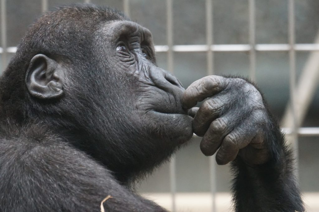 Human Hands are more Primitive than Chimpanzees